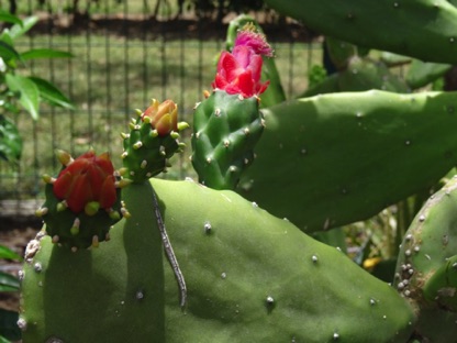 Beautiful cactus Beautiful cactus